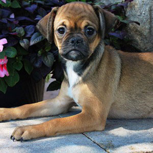 available puppies puppy place