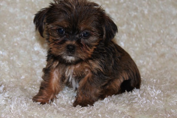 puppy place iowa home puppy place puppy place iowa home puppy place