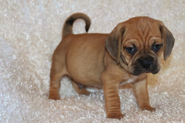 puppy place iowa home puppy place puppy place iowa home puppy place