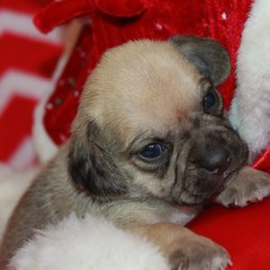 The Puppy Place #16: Honey-ExLibrary The Puppy Place #16: Honey-ExLibrary