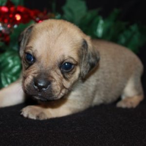 The Puppy Place #16: Honey-ExLibrary The Puppy Place #16: Honey-ExLibrary