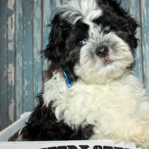 Jade- Teddy Bear