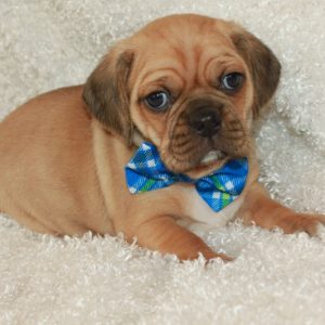 Franklin
