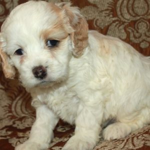 Trixie