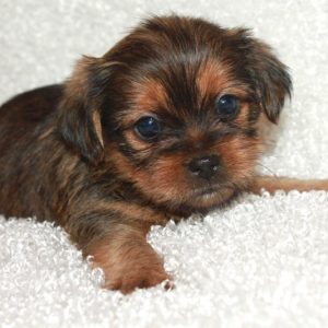 Elliot