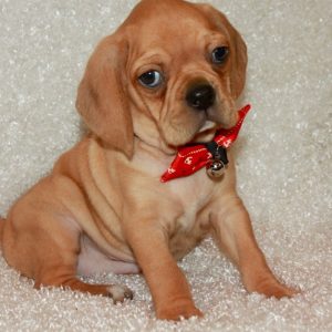 Finley