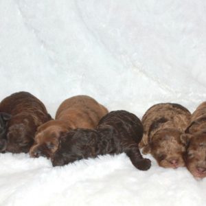 7 Cockapoo Litter