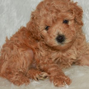 Wiggles-Miniature Poodle