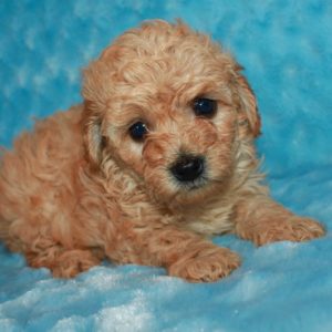 Wrangler- Miniature Poodle