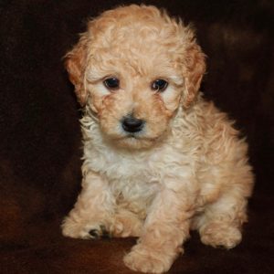 Wally- Miniature Poodle