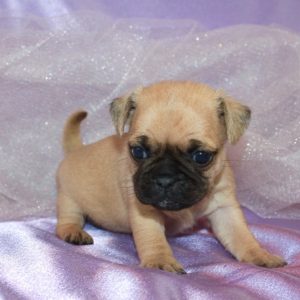 Maizey