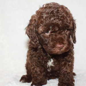 Buster