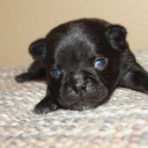 Hank