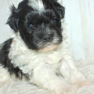 Scout