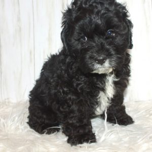 Domino