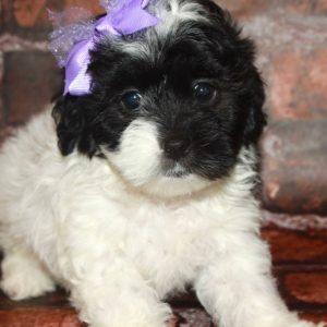 Stella