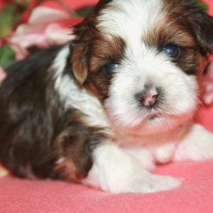 Bailey