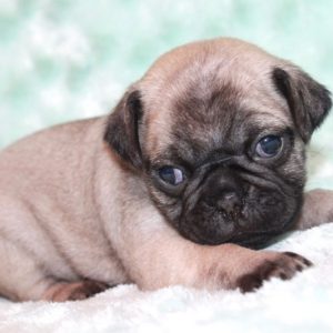 Mugsy