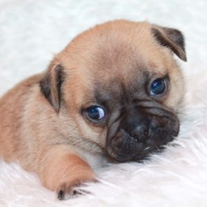Milo