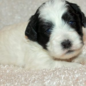 Finn