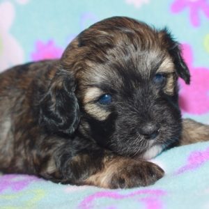 Francie