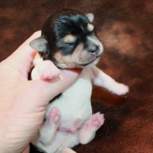 Casey- Chorkie