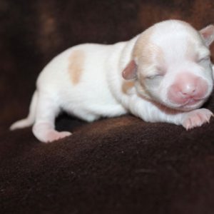Charlotte- Chorkie