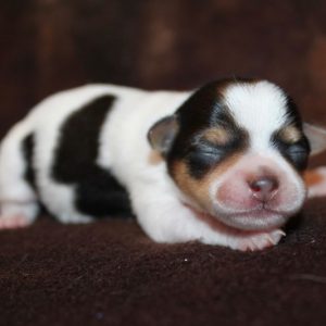Cheyanne- Chorkie