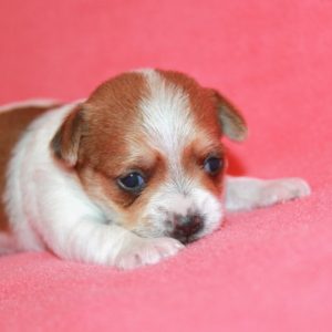 Chloe- Chorkie
