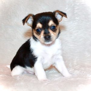 Casey- Chorkie