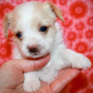 Charlotte- Chorkie