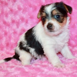 Cheyanne- Chorkie
