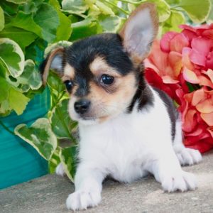 Casey- Chorkie