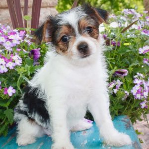 Cheyanne- Chorkie