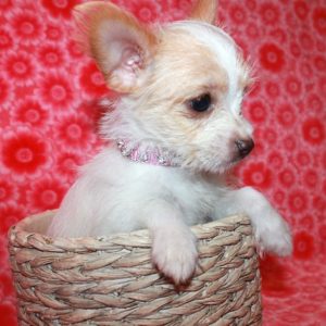 Charlotte- Chorkie