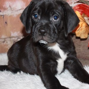 Tyson