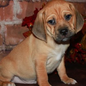 Tucker
