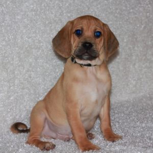 Tucker