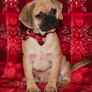 Boston- Puggle