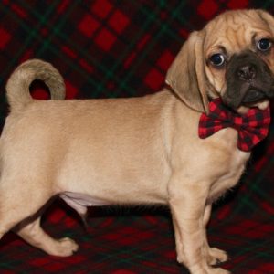 Bryer- Puggle