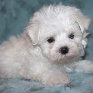 Roscoe-Maltese