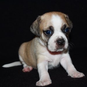 Benji