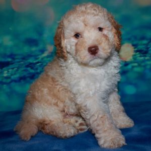 Ozzie
