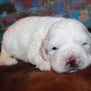 Mitzi