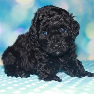 Hunter- Toy/Miniature Poodle