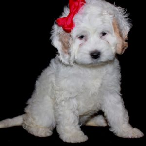 Mitzi