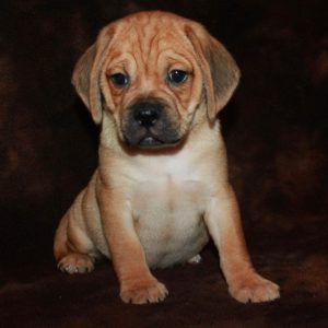 Juno
