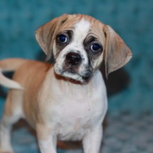 Benji