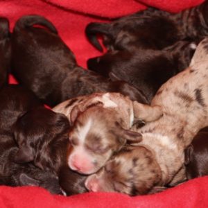 9 Unique Chocolate and Chocolate Merle Cockapoos!