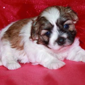 Bella – Malshi